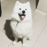 Samoyed, Köpek  Mickey fotoğrafı