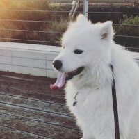 Samoyed, Köpek  Mickey fotoğrafı