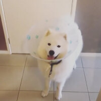 Samoyed, Köpek  Mickey fotoğrafı