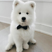 Samoyed, Köpek  Mickey fotoğrafı