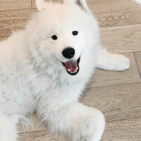 Samoyed, Köpek  Mickey fotoğrafı