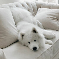 Samoyed, Köpek  Mickey fotoğrafı