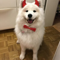 Samoyed, Köpek  Mickey fotoğrafı