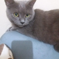 British Shorthair, Kedi  Paşam ve Oscar fotoğrafı