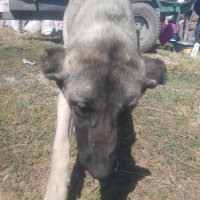 Kangal, Köpek  Karabaş fotoğrafı