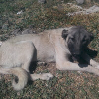 Kangal, Köpek  Karabaş fotoğrafı