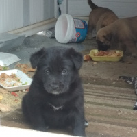Labrador Retriever, Köpek  Yavrular fotoğrafı