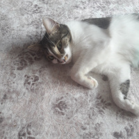 Tekir Kedi, Kedi  Minnak fotoğrafı