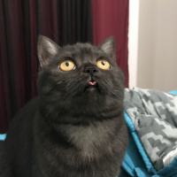 British Shorthair, Kedi  COSMIC fotoğrafı