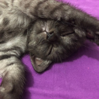 British Shorthair, Kedi  COSMIC fotoğrafı