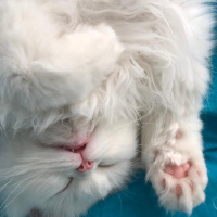 British Shorthair, Kedi  COSMIC fotoğrafı