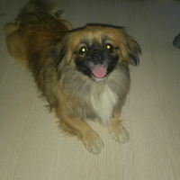 Pekingese, Köpek  Paşa fotoğrafı