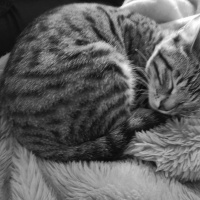 Tekir Kedi, Kedi  Jolo fotoğrafı