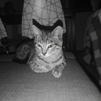 Tekir Kedi, Kedi  Jolo fotoğrafı