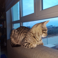 Tekir Kedi, Kedi  Jolo fotoğrafı