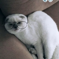 Scottish Fold, Kedi  Casper fotoğrafı