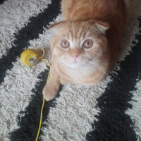 Scottish Fold, Kedi  Hardal fotoğrafı