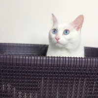 Ankara Kedisi, Kedi  Sakız fotoğrafı