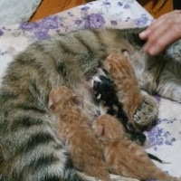 Tekir Kedi, Kedi  Noniş fotoğrafı