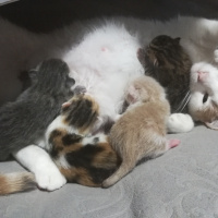 Tekir Kedi, Kedi  Karabiber fotoğrafı