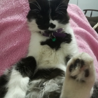 Tekir Kedi, Kedi  Karabiber fotoğrafı