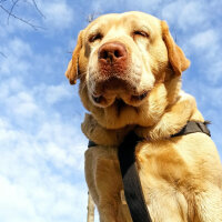 Labrador Retriever, Köpek  KARAMEL fotoğrafı