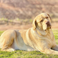 Labrador Retriever, Köpek  KARAMEL fotoğrafı