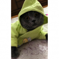 Scottish Fold, Kedi  Tosbik fotoğrafı