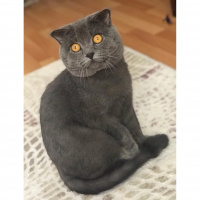 Scottish Fold, Kedi  Tosbik fotoğrafı