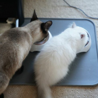 Chinchilla, Kedi  Hera,leo fotoğrafı