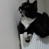 Tuxedo (Smokin) Kedi, Kedi  black fotoğrafı