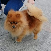 Pomeranyalı, Köpek  Zeyna fotoğrafı
