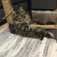 Tekir Kedi, Kedi  Nepal fotoğrafı