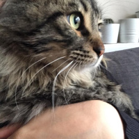 Tekir Kedi, Kedi  Nepal fotoğrafı