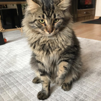 Tekir Kedi, Kedi  Nepal fotoğrafı