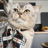 Scottish Fold, Kedi  Mestan fotoğrafı