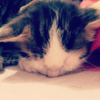 Tekir Kedi, Kedi  Pamuk fotoğrafı