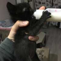 Bombay, Kedi  Kuyruk fotoğrafı