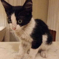 Tuxedo (Smokin) Kedi, Kedi  Gırgır fotoğrafı
