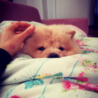 Chow Chow (çin Aslanı), Köpek  SHOT fotoğrafı