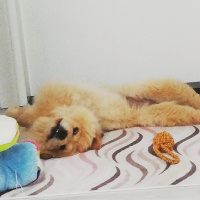 Chow Chow (çin Aslanı), Köpek  SHOT fotoğrafı