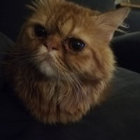 Chinchilla, Kedi  Kedicik fotoğrafı