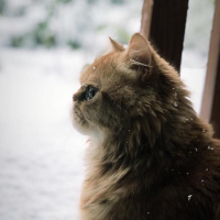 Chinchilla, Kedi  Kedicik fotoğrafı