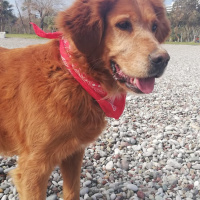 Golden Retriever, Köpek  Tarçın fotoğrafı
