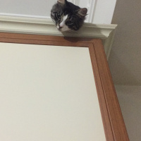 American Bobtail, Kedi  Yulaf fotoğrafı