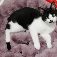Tekir Kedi, Kedi  GOMİS fotoğrafı
