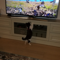 Tekir Kedi, Kedi  GOMİS fotoğrafı