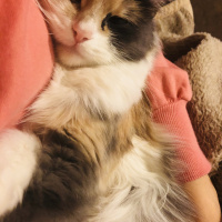 Sibirya Kedisi, Kedi  Tülay fotoğrafı