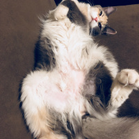 Sibirya Kedisi, Kedi  Tülay fotoğrafı