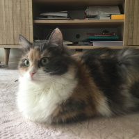 Sibirya Kedisi, Kedi  Tülay fotoğrafı